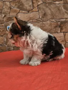 Biewer Terrier - Bubu