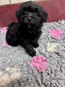 Bolończyk kolorowy - Alexei