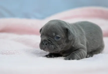 Bulldog francez - Madeleine 