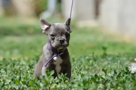 Francia bulldog - Málna
