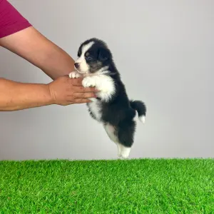 Australian Shepherd - Vectra 