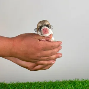 Welsh Corgi Pembroke - Aruna