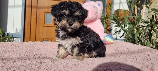 Cavapoo - Dior