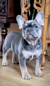 Bouledogue français - Steel Wing Bullz  Ronan