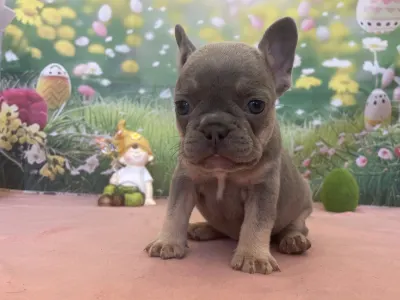 French Bulldog - Mira