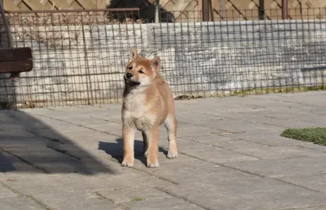 Shiba - Bravados Chiemi