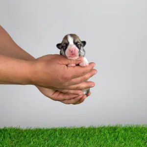 Welsh Corgi Pembroke - Zyrus