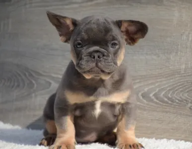 Bulldog francez - Mano
