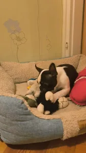 Terrier de Boston - Kabala