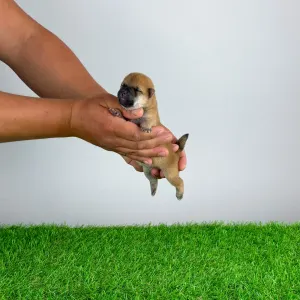 Shiba - Sora