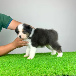 Australian Shepherd - Kidz