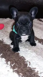 Francia bulldog - Miora Frenchie Paxton