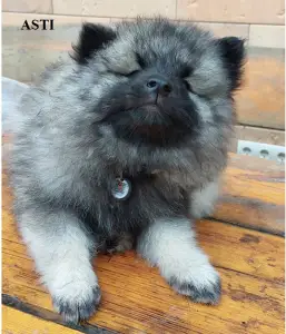 Wolfsspitz - Silver Whirl