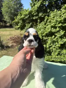 American Cocker Spaniel - Easter Lily