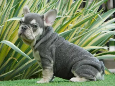 Francia bulldog - Lara