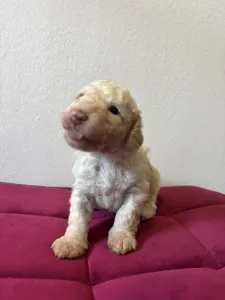 Spanyol vízikutya - Barbarossa