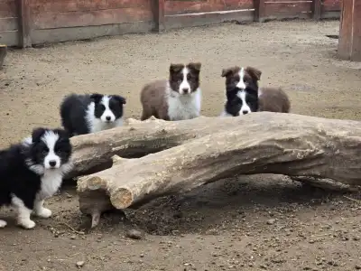 Border Collie - Sio-Bella