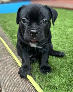 l'American Bully - Standard - Marionberry