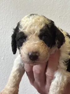 Spanyol vízikutya - Burito