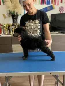 Poodle Standard - Silver Male