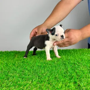 Boston Terrier - Yacco