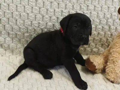 Cane Corso - Forza Di Diavolo Elise