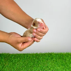 Cavalier King Charles Spaniel - Barny