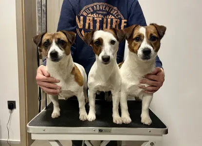 Jack Russell Terrier - Gold Leash Kennel