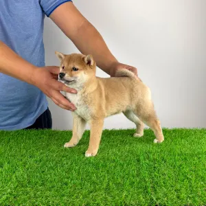 Shiba - Kami