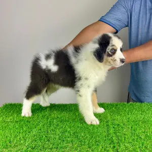 Australian Shepherd - Shaky