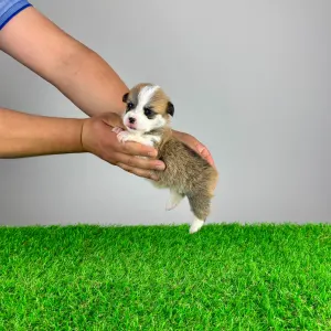Welsh Corgi Pembroke - Penny