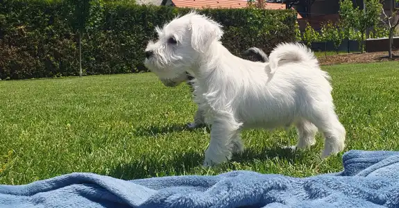 Törpe schnauzer - Gabriel