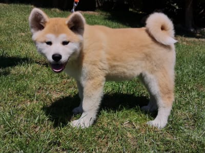 Akita Inu - Mio Yanagi No Tani