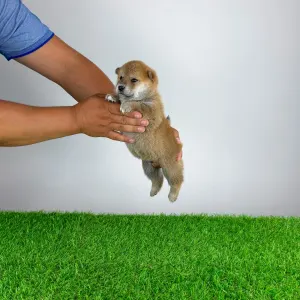 Shiba - Taiyo