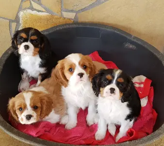 Cavalier King Charles Spaniel - Erdőszéli Ezüstcsillag