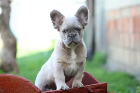 Francia bulldog - Urus