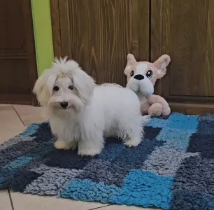 Coton de Tuléar - Tim