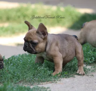 Francuski buldog - Xina