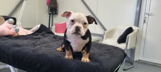 American Bully - Pocket - Yoker