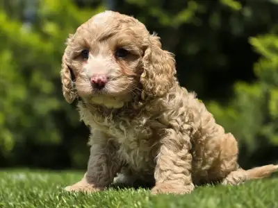 Cavapoo - Terence