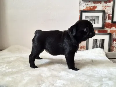 Pug - Quirky Queen