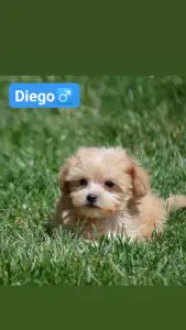 Maltipoo - Diego