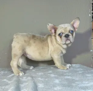 Francouzský buldoček - Georgina 