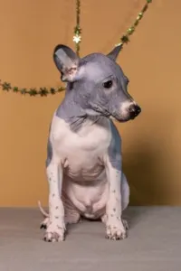 American Hairless Terrier - Auras Night