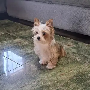 Biewer Terrier - Dexter