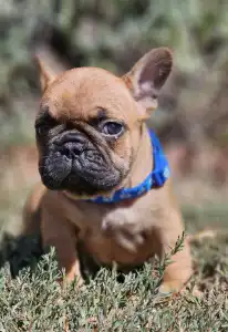 French Bulldog - Urus