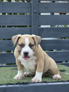 American Bully - Pocket - Bbb.