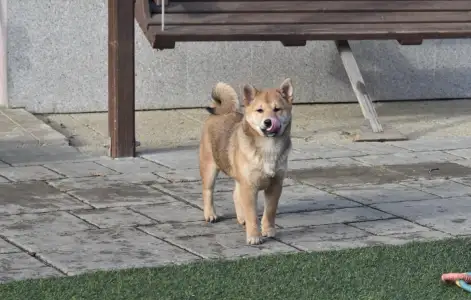 Shiba - Bravados Benika