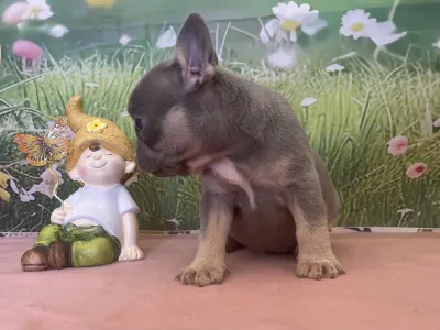 French Bulldog - Mira