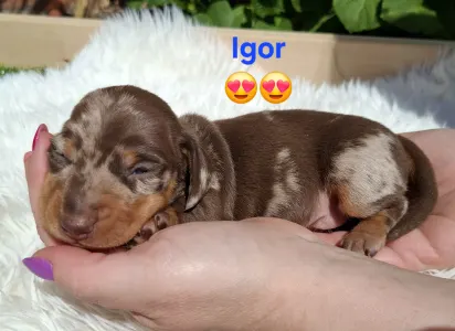 Dackel - Igor 